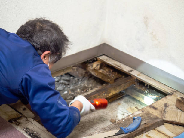 Best Post-Remediation Services in Port Byron, IL