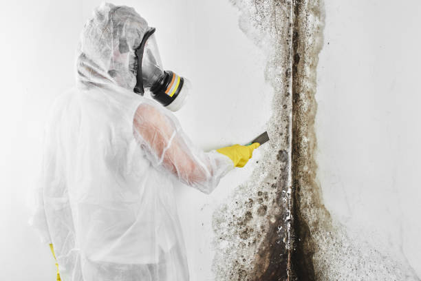 Best Basement Mold Remediation in Port Byron, IL