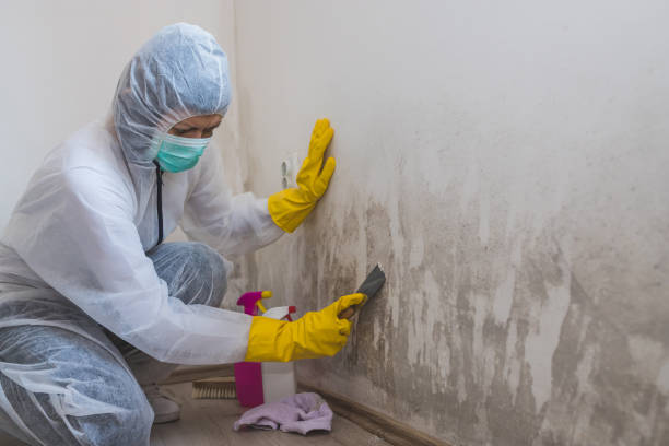 Best Residential Mold Remediation in Port Byron, IL