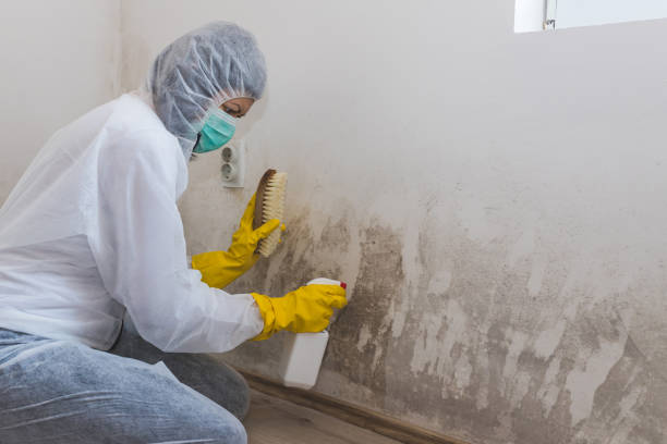Best Industrial Mold Remediation in Port Byron, IL