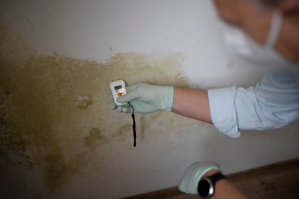 Best Residential Mold Remediation in Port Byron, IL