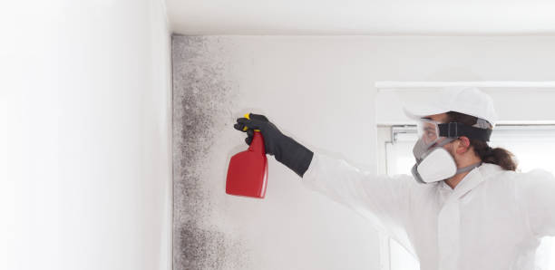 Best Kitchen Mold Remediation in Port Byron, IL