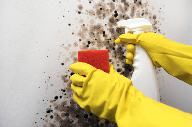 Best Basement Mold Remediation in Port Byron, IL