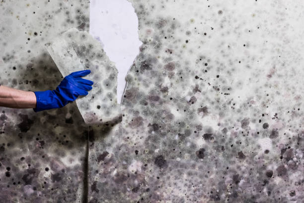 Best White Mold Remediation in Port Byron, IL
