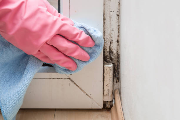 Best Bathroom Mold Remediation in Port Byron, IL